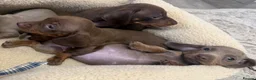 Dachshund dogs for sale: Miniature dachshunds - Advert 2