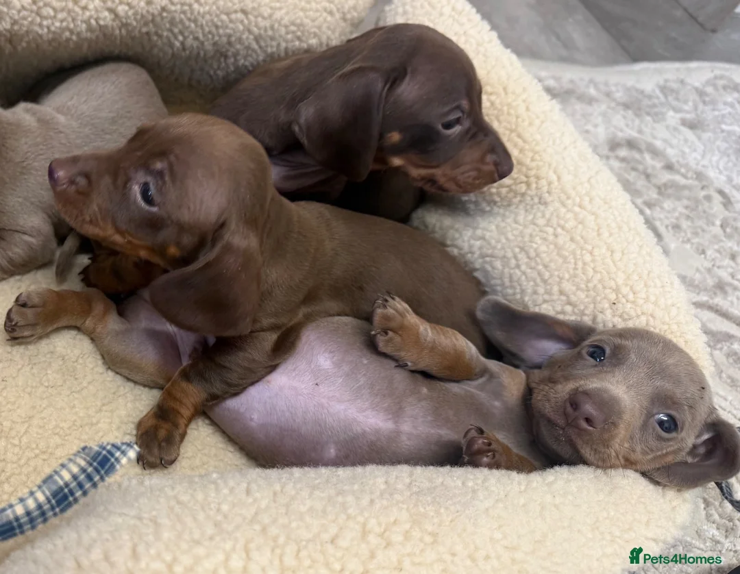 Dachshund dogs for sale: Miniature dachshunds - Advert 2
