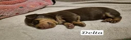 Miniature Dachshund dogs for sale: Beautiful dachshund pups - Advert 12