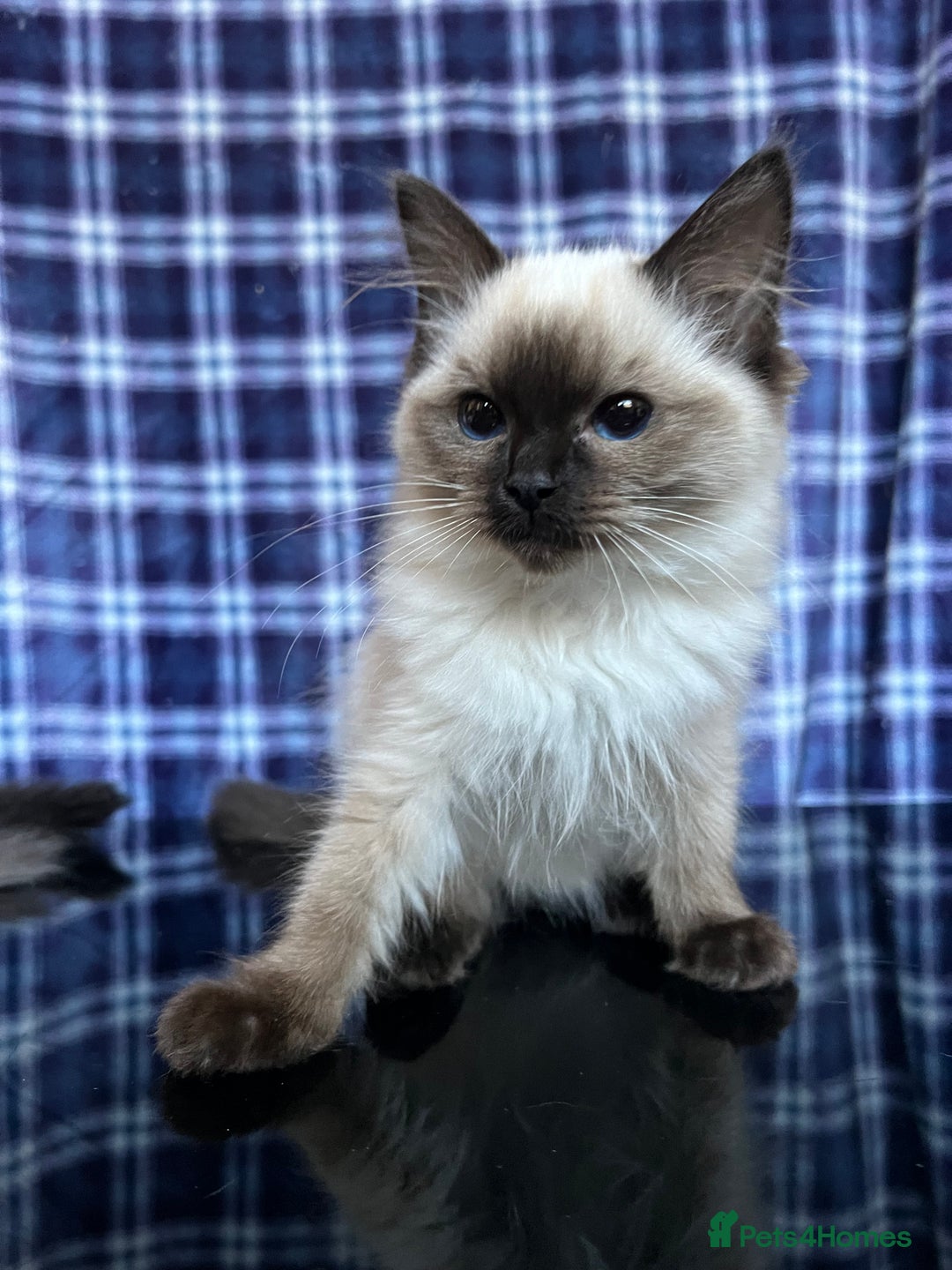 Ragdoll cats for sale: FIFe Registered Ragdoll Kittens Champion Line  - Image 25