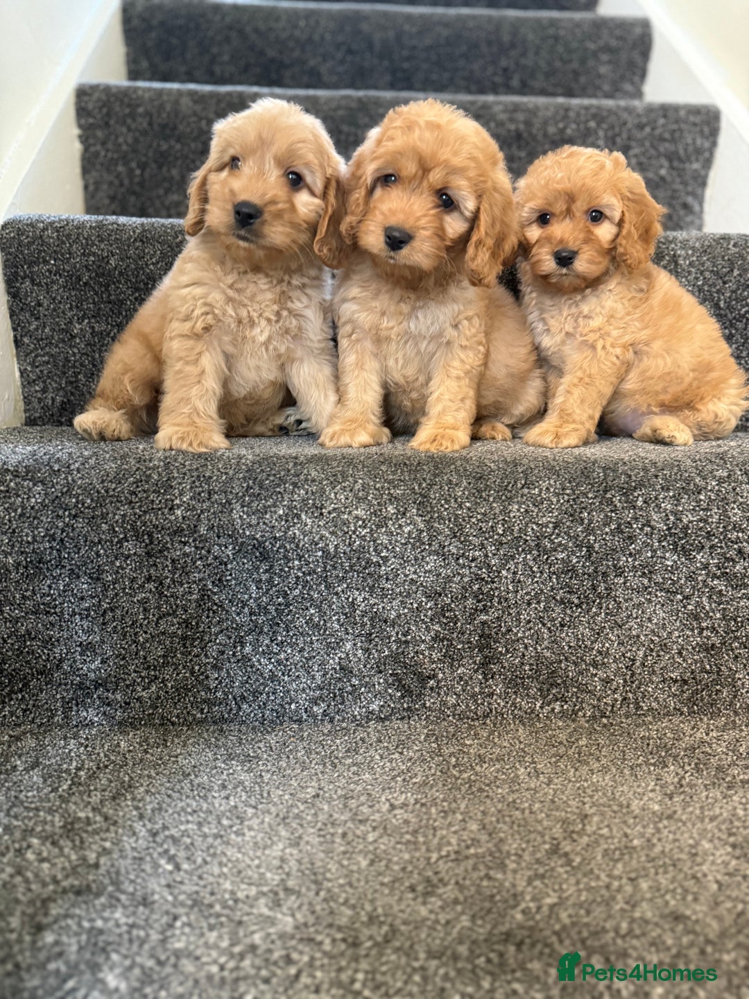 Cockapoo dogs for sale: Ready to go forever home one girl left  - Image 9