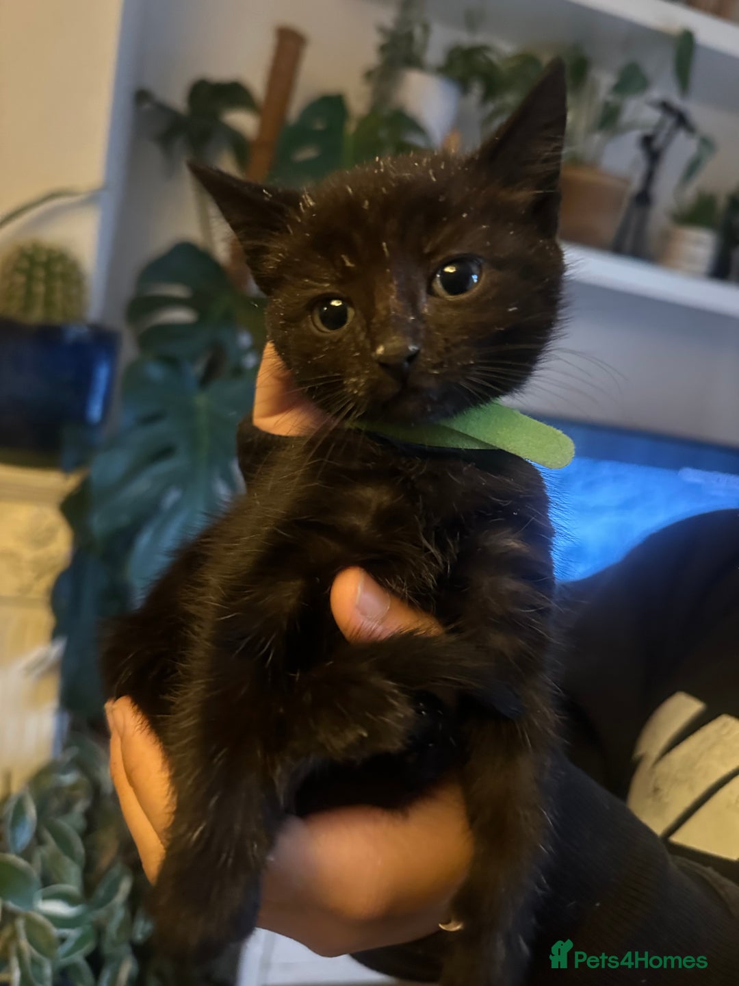 Mixed Breed cats for sale: 3 Beautiful Kittens Remaining  - Image 6