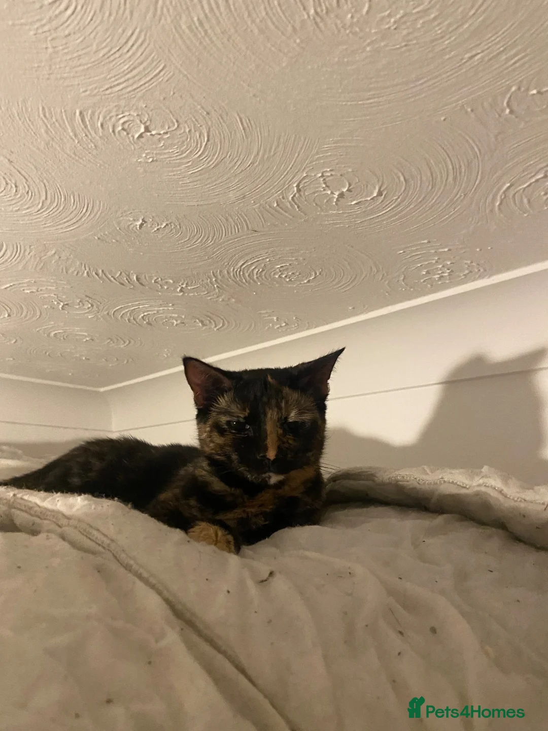 Mixed Breed cats for sale: Two cats need rehoming - Advert 2