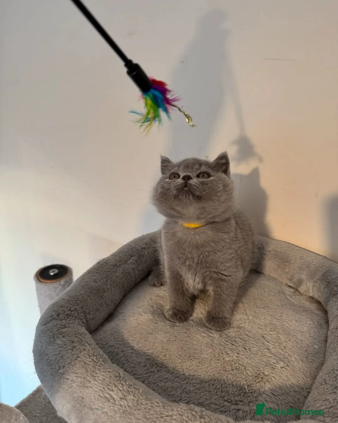British Shorthair cats for sale: Adorable British Shorthair Kittens  - Advert 3