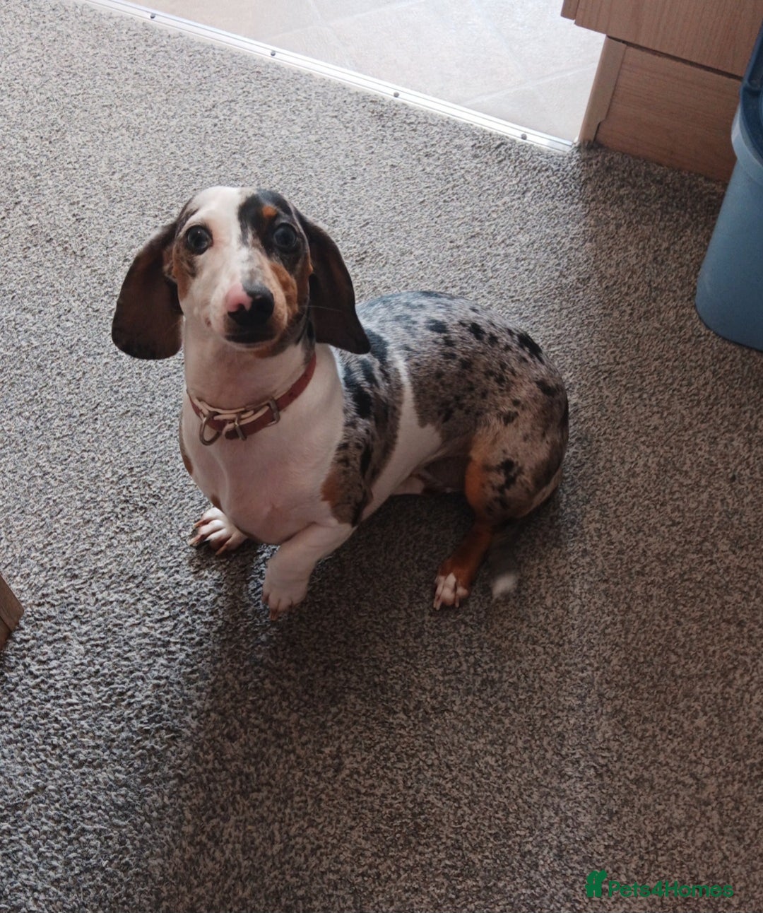 Miniature Dachshund dogs for sale: Piebald Miniature dachshund daisy  - Image 1