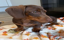 Miniature Dachshund dogs for sale: Perfect Miniature dachshund  - Image 11