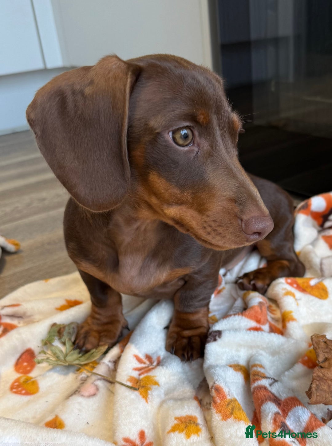 Miniature Dachshund dogs for sale: Perfect Miniature dachshund  - Image 11