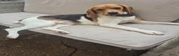 Beagle dogs for adoption: Masha - Advert 6