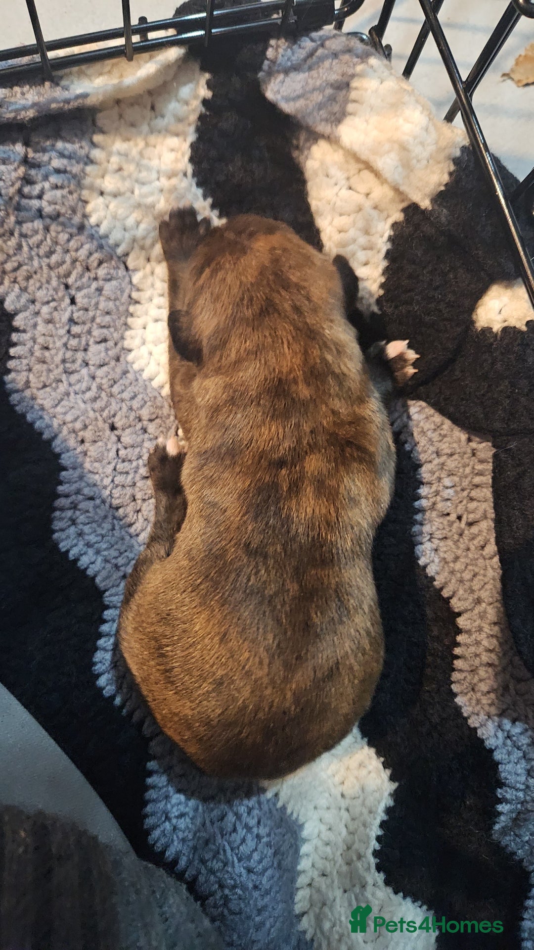 Whippet dogs for sale: 8 beautiful  brindle whippet  - Advert 14