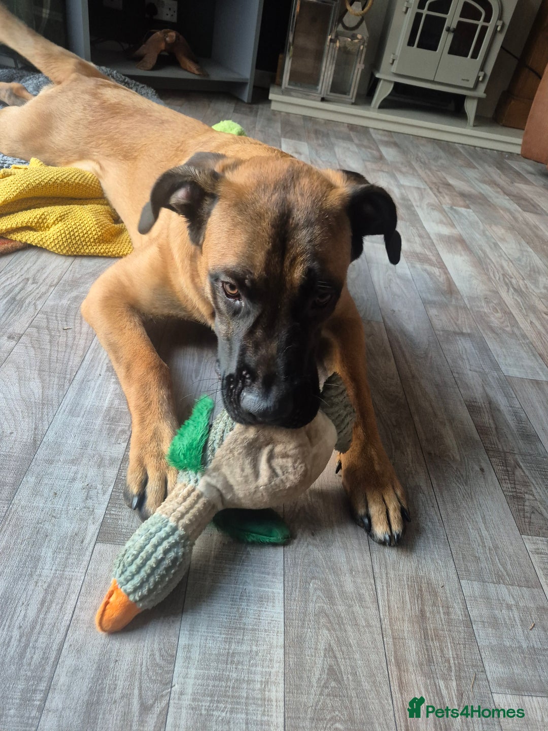 Mixed Breed dogs for sale: Belgian mali x Cane Corso - Image 5