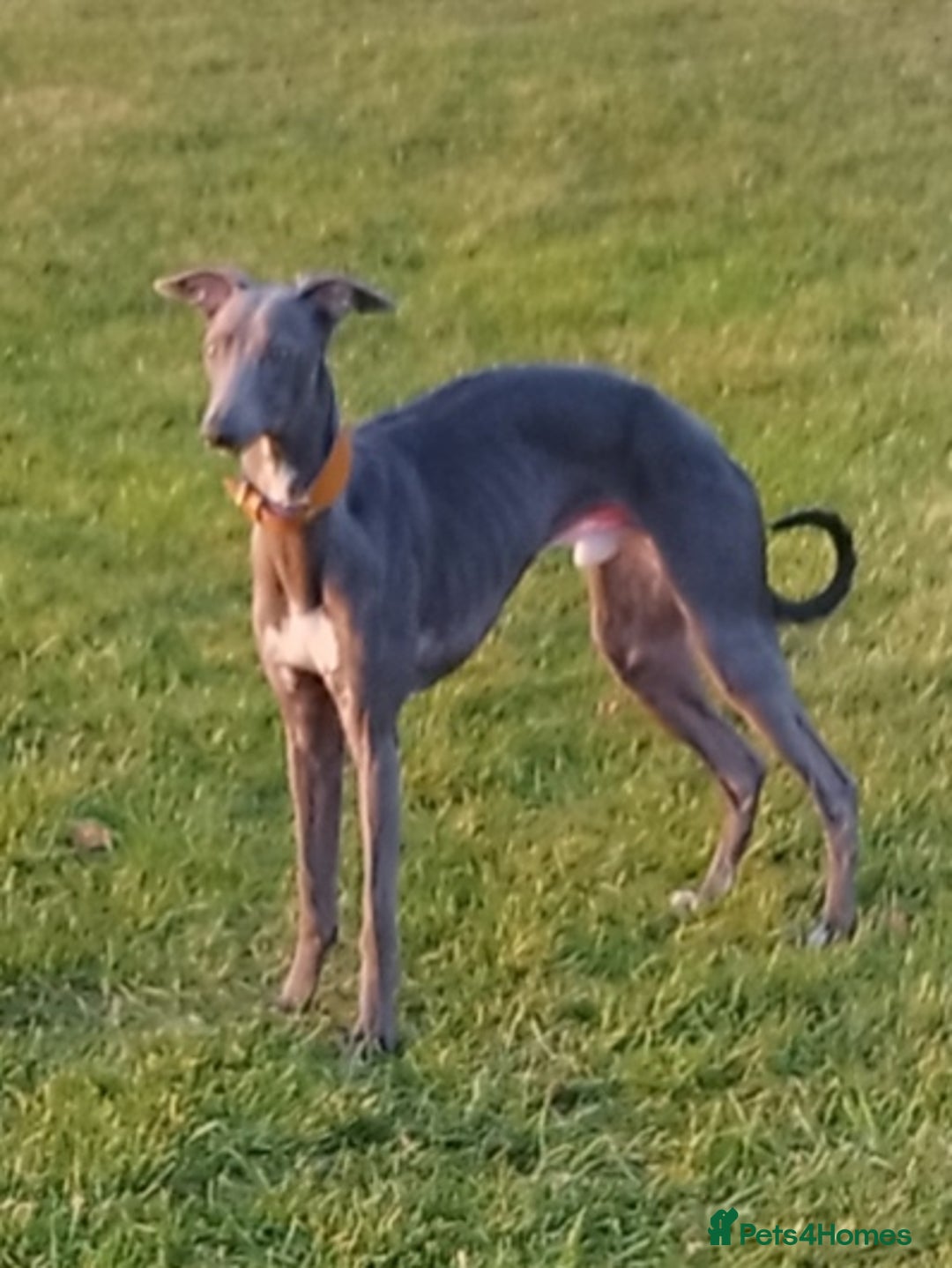 Whippet dogs for stud: Blue whippet at Stud  - Image 6
