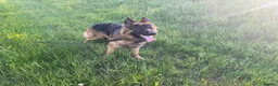 German Shepherd dogs for sale: This is boss looking for his forever home  - Advert 8