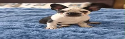 French Bulldog dogs for sale: LAST BOY £700 - Advert 2