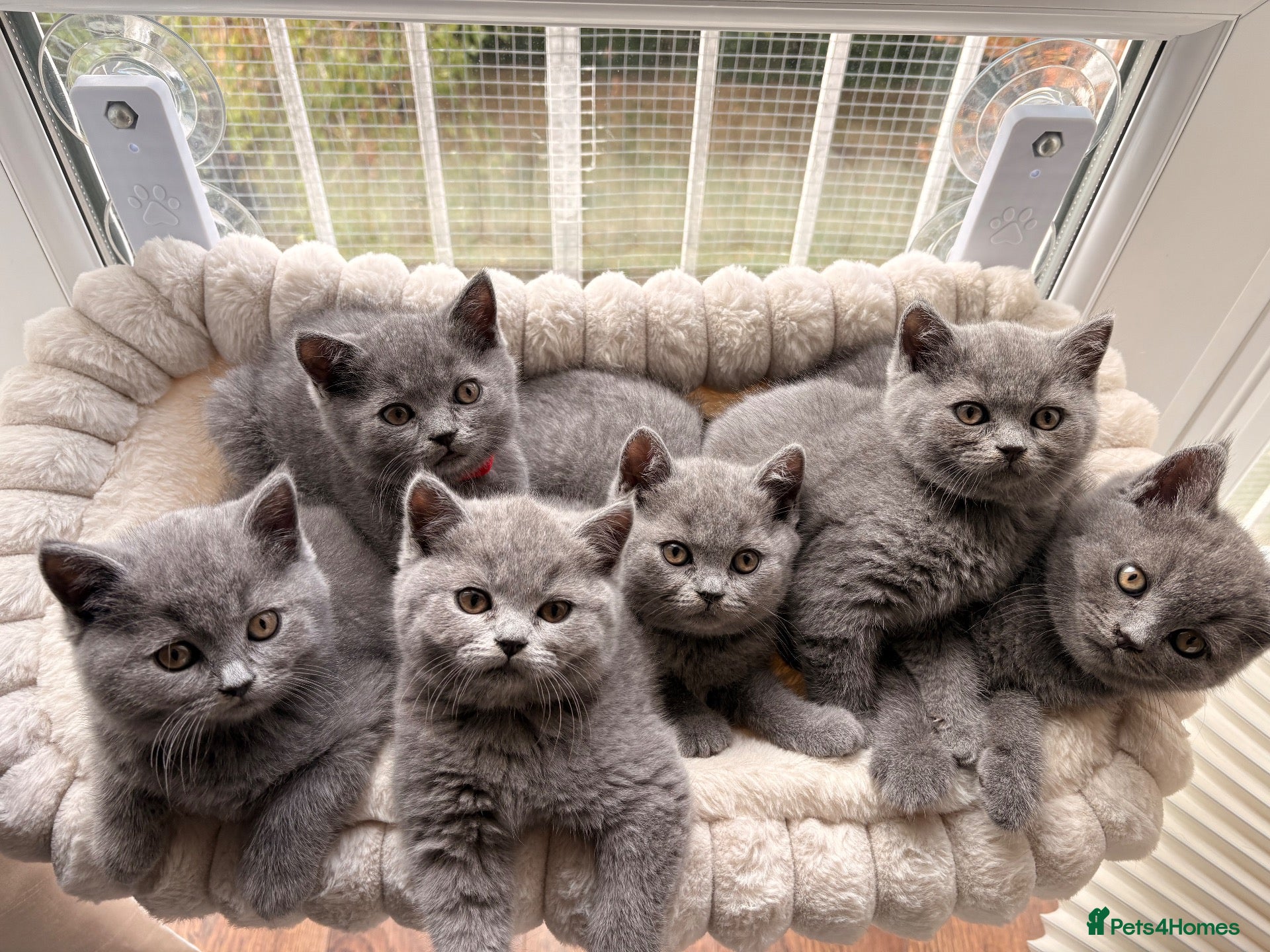 British Shorthair cats British Shorthair Blue Kittens  - Advert 1