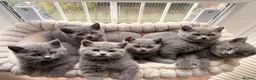 British Shorthair cats for sale: British Shorthair Blue Kittens  - Advert 1
