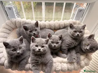 British Shorthair cats British Shorthair Blue Kittens - Advert 1