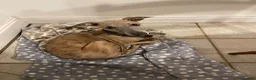 Whippet dogs for sale: KC whippet puppies - Advert 2