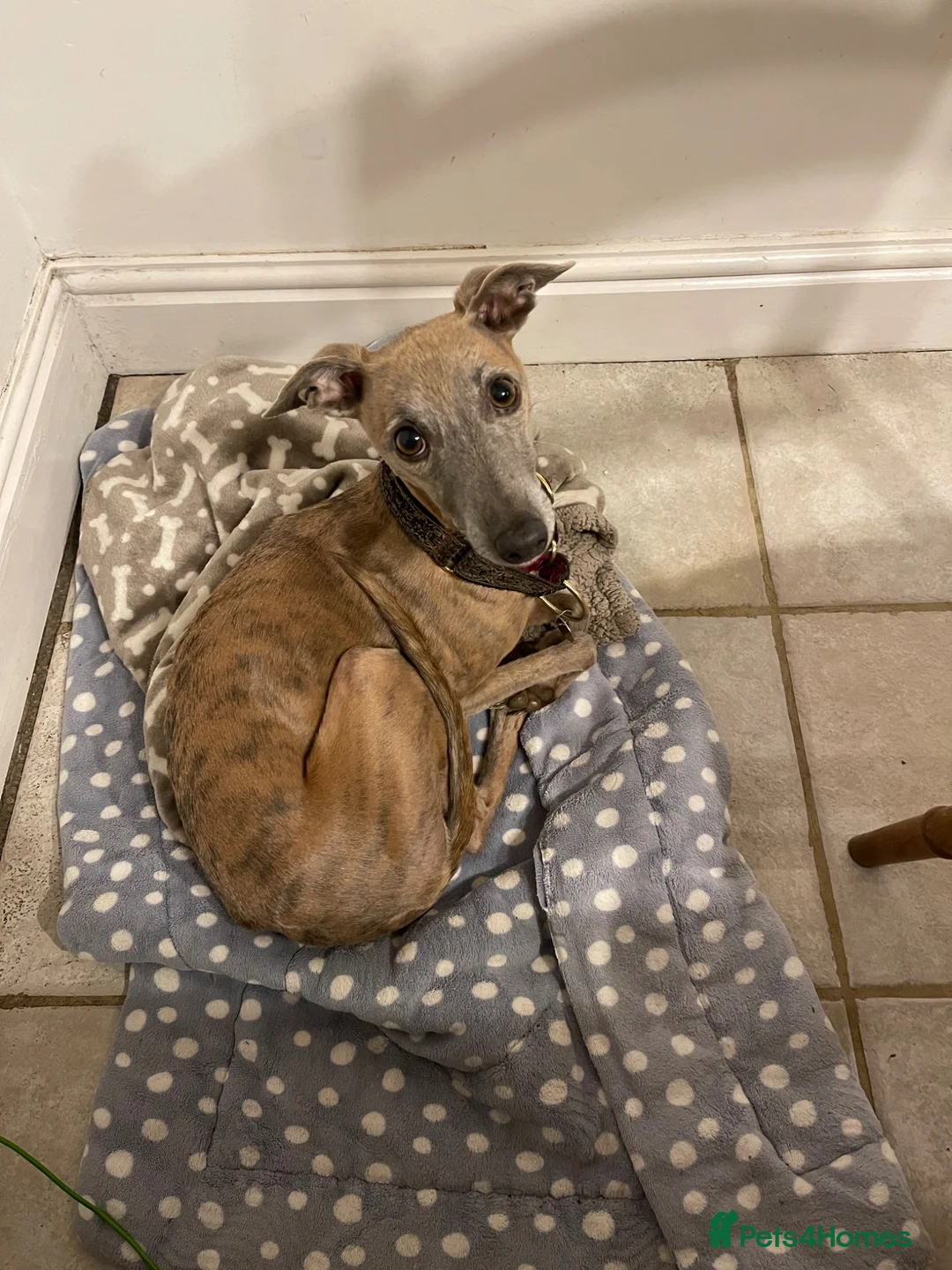 Whippet dogs for sale: KC whippet puppies - Advert 2