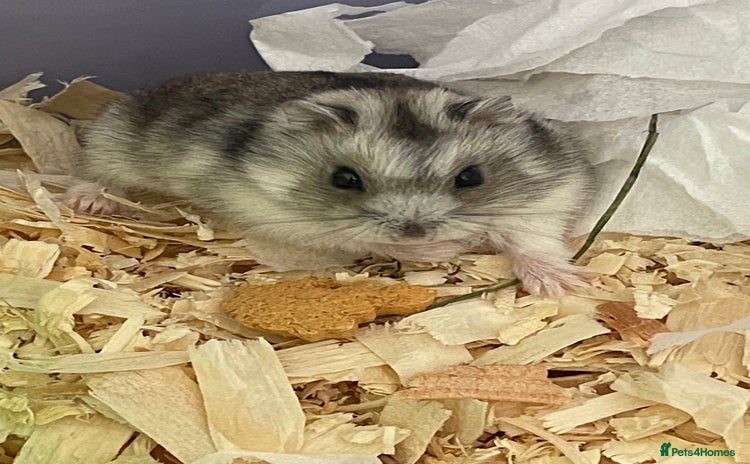 Hamster rodents - Advert 5