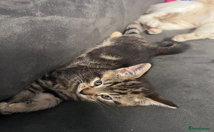 Domestic Shorthair cats - Advert 1