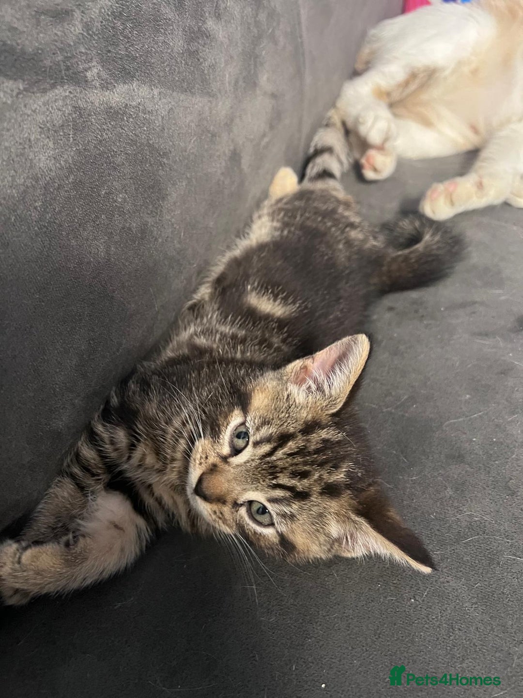 Domestic Shorthair cats for sale: 3 Beautiful tabby x British Short Hair ready - Image 1