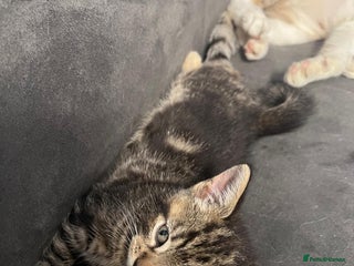 Domestic Shorthair cats - Advert 33