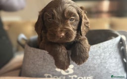 Cockapoo dogs for sale: Beautiful Cockerpoo puppies - Image 7