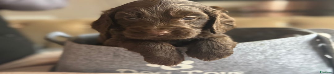 Cockapoo Puppy 6
