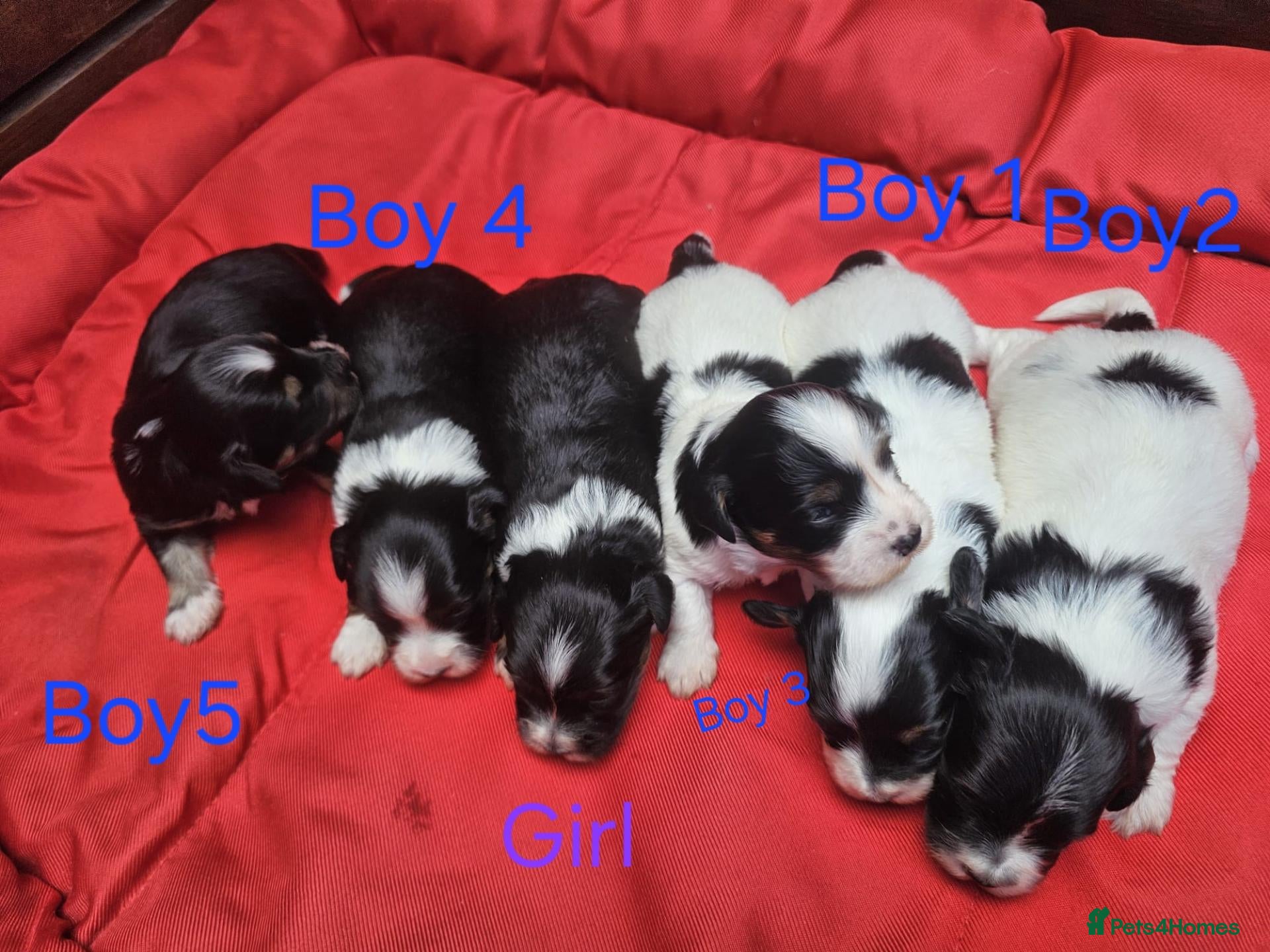 Havanese dogs Stunning Havanese Puppies - Advert 2