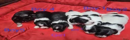 Havanese dogs for sale: Stunning Havanese Puppies - Advert 2
