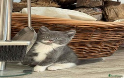 Persian cats for sale: Persian x kittens  - Image 7