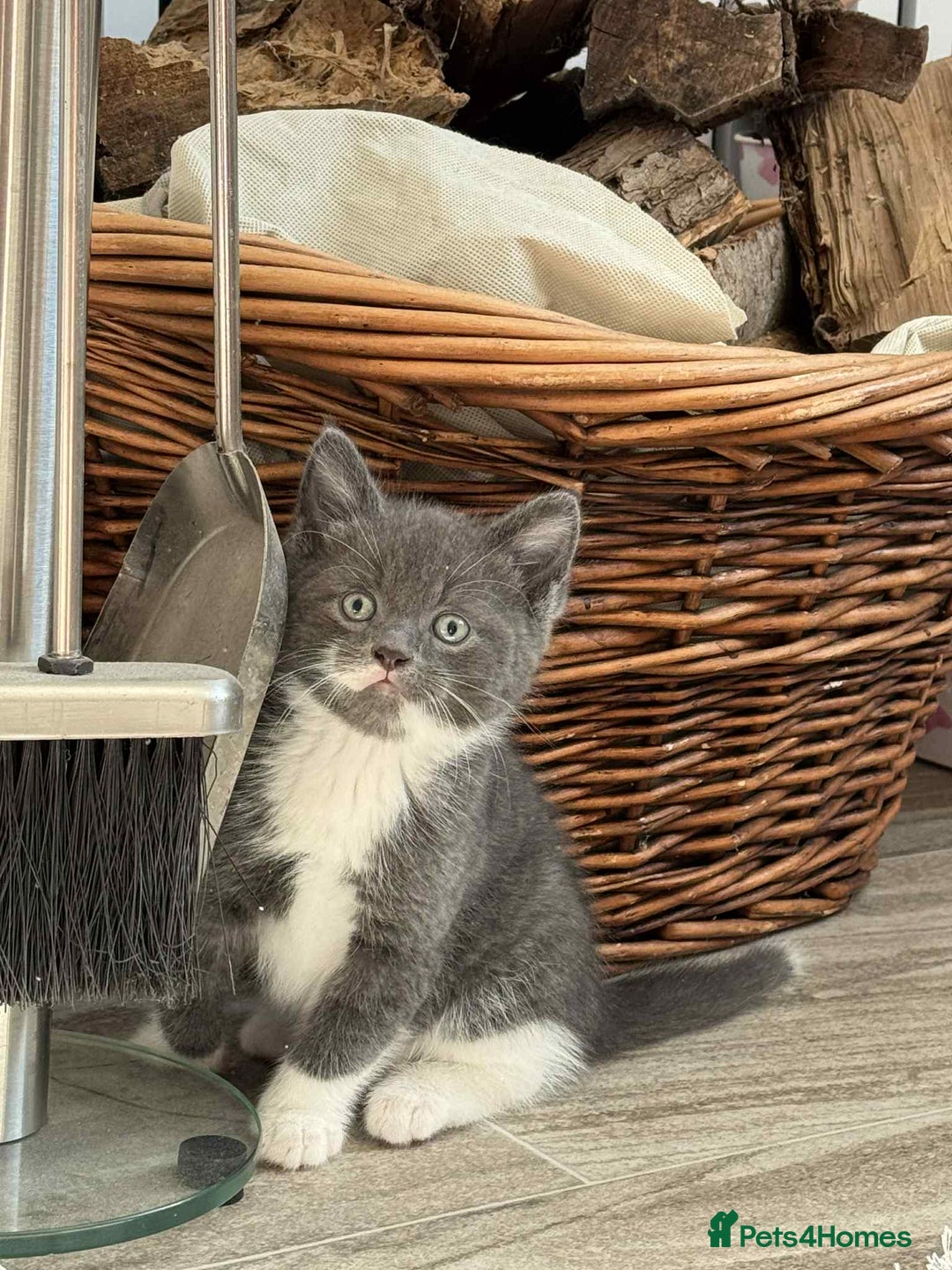 Persian cats for sale: Persian x kittens  - Image 7