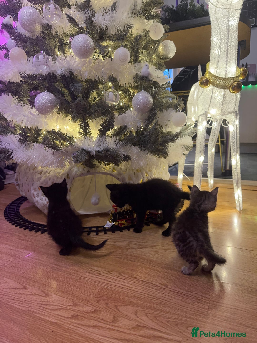 Egyptian Mau cats for sale: TICA REG SNOW SILVER & SMOKE EGYPTIAN MAU X BENGAL - Advert 4