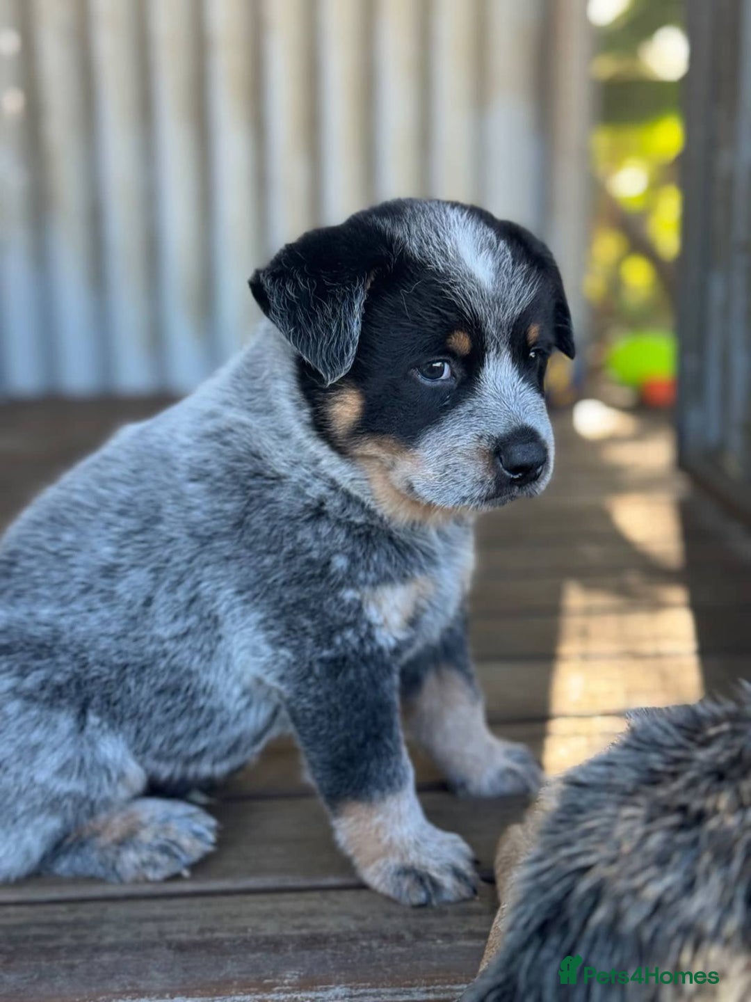 Australian Cattle Dog dogs for sale: Australian Cattle Dog Pups - Advert 5