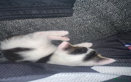 Mixed Breed cats for sale: 5 beautiful mixed breed kittens!! - Image 4