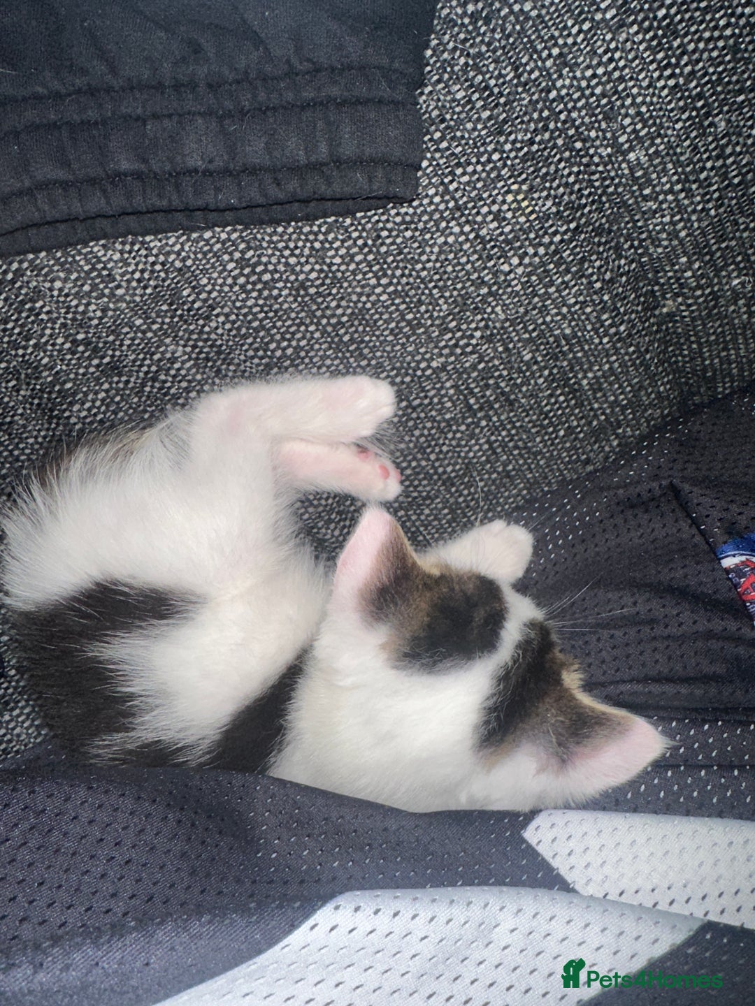 Mixed Breed cats for sale: 5 beautiful mixed breed kittens!! - Image 4