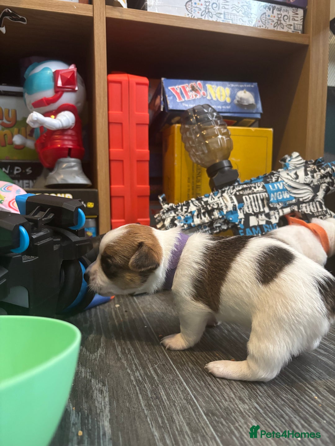 Pomchi dogs for sale: Pomchi puppies - Image 15