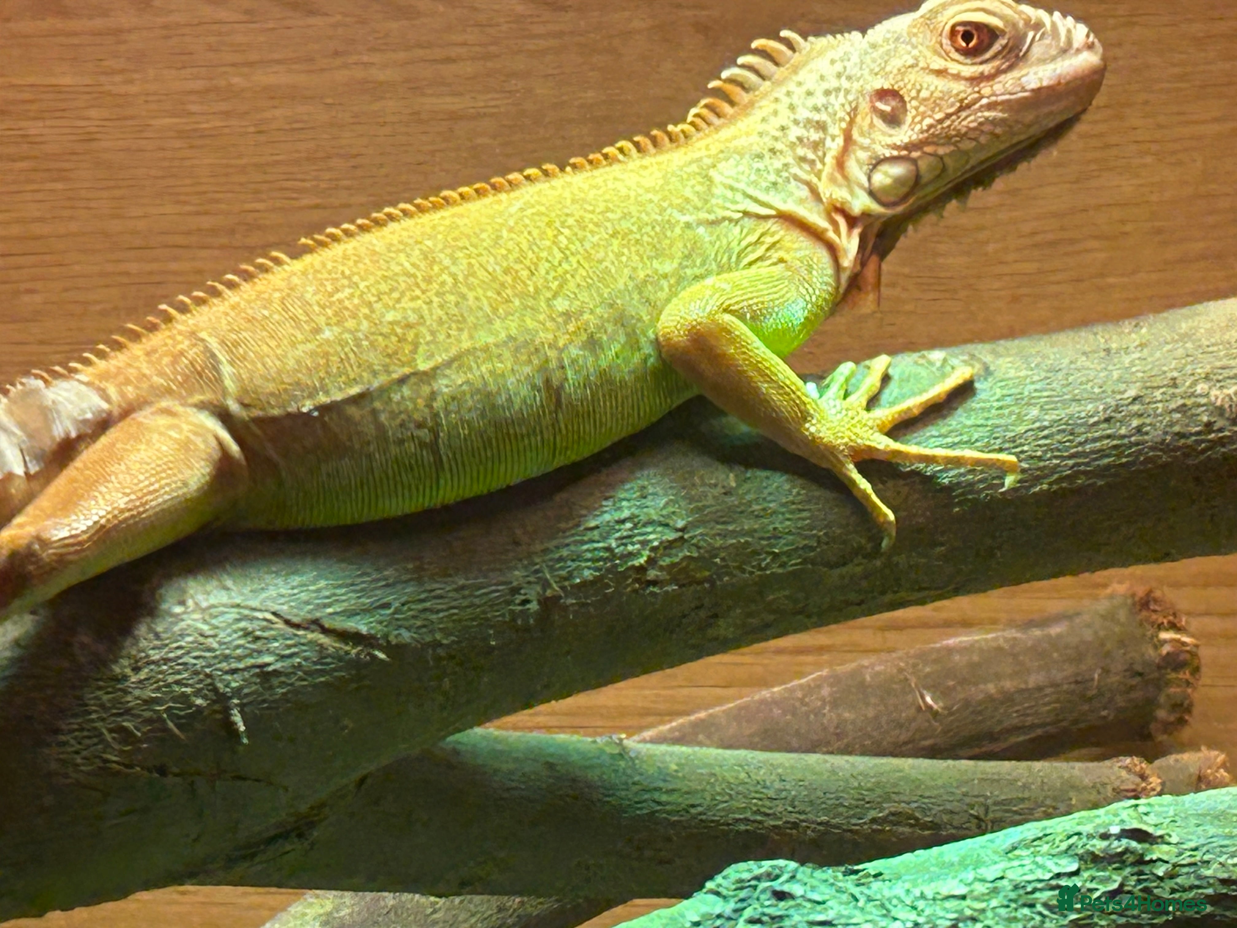 Iguana reptiles Baby Green iguana  in Swanley - Advert 6