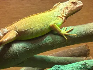 Iguana reptiles Baby Green iguana in Swanley - Advert 2