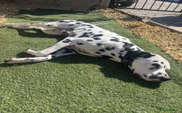 Dalmatian dogs for sale: Dalmation  - Image 3