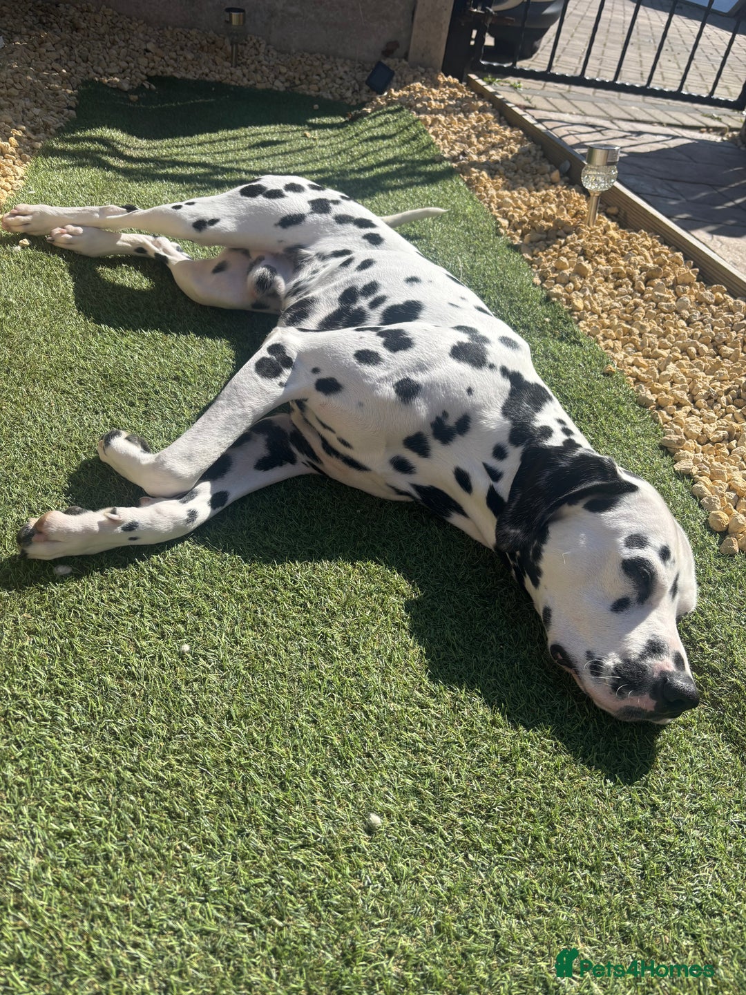 Dalmatian dogs for sale: Dalmation  - Image 3