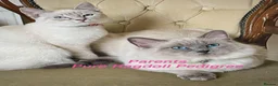 Ragdoll cats for sale: Rare Lilac Ragdoll Kitten | Blue Eyes in Bradford - Advert 3