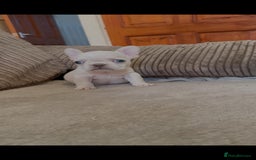 French Bulldog dogs for sale: Beautiful Frenchies - Image 3