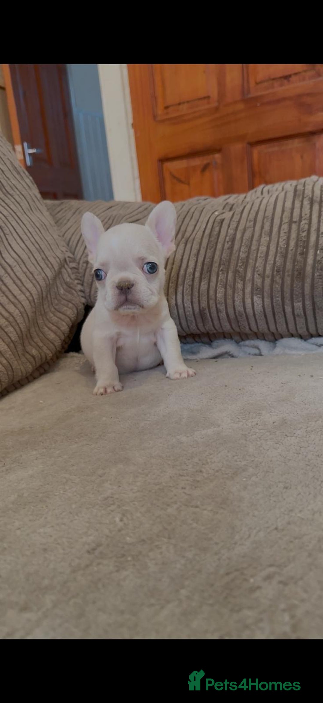 French Bulldog dogs for sale: Beautiful Frenchies - Image 3