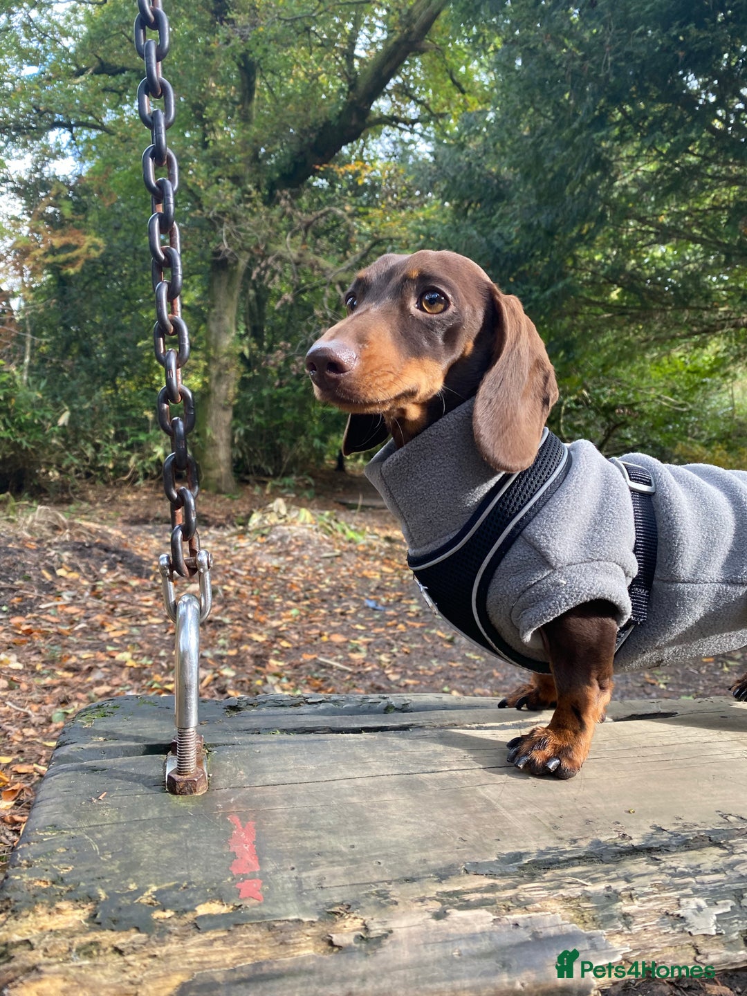 Miniature Dachshund dogs for stud: Minature Dachshund for stud!! *PRA CLEAR* in Martock - Advert 8
