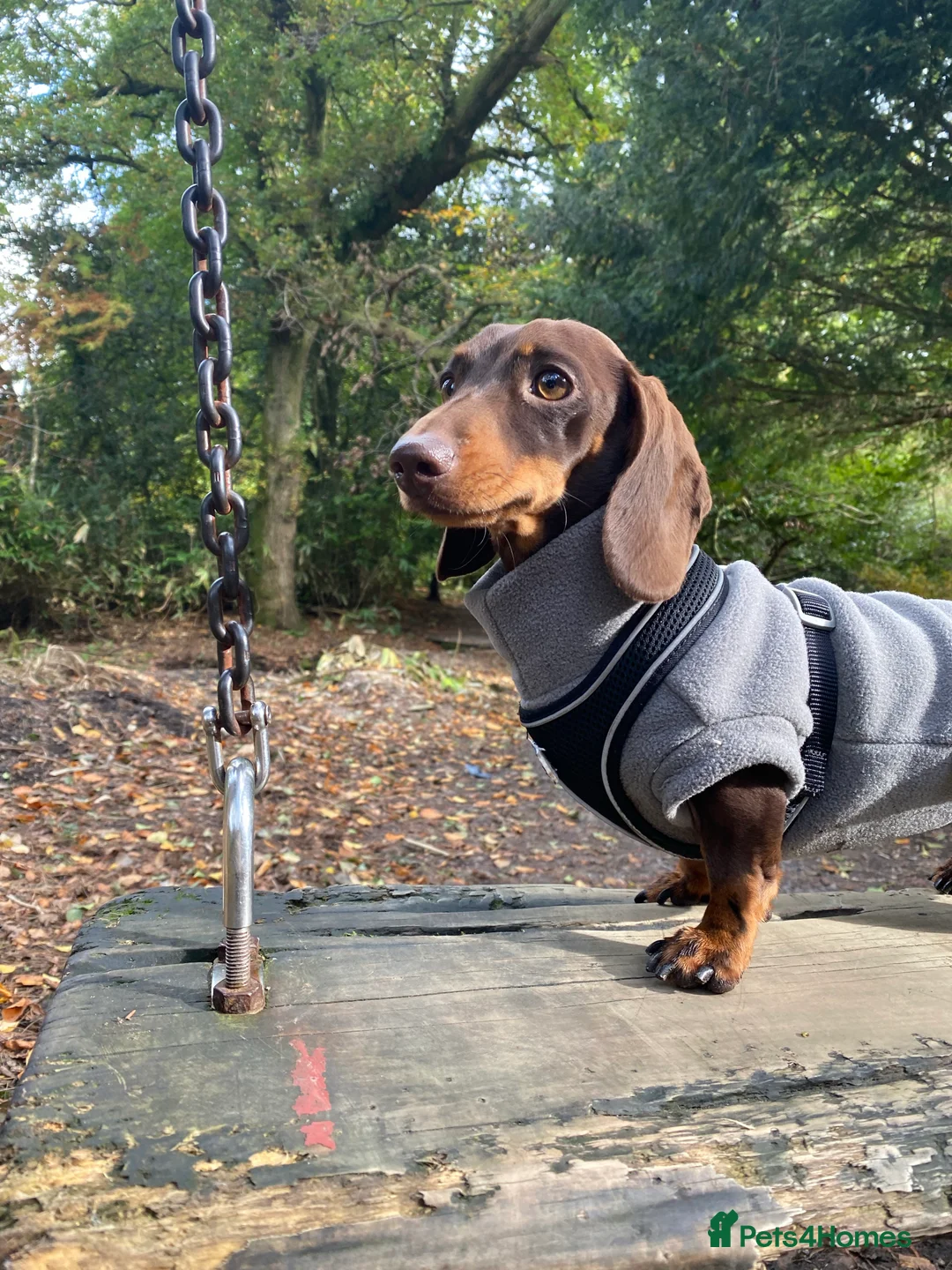 Miniature Dachshund dogs for stud: Minature Dachshund for stud!! *PRA CLEAR* in Martock - Advert 9