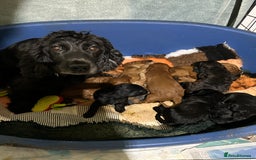 Cockapoo dogs for sale: Cockapoos puppies  - Image 4