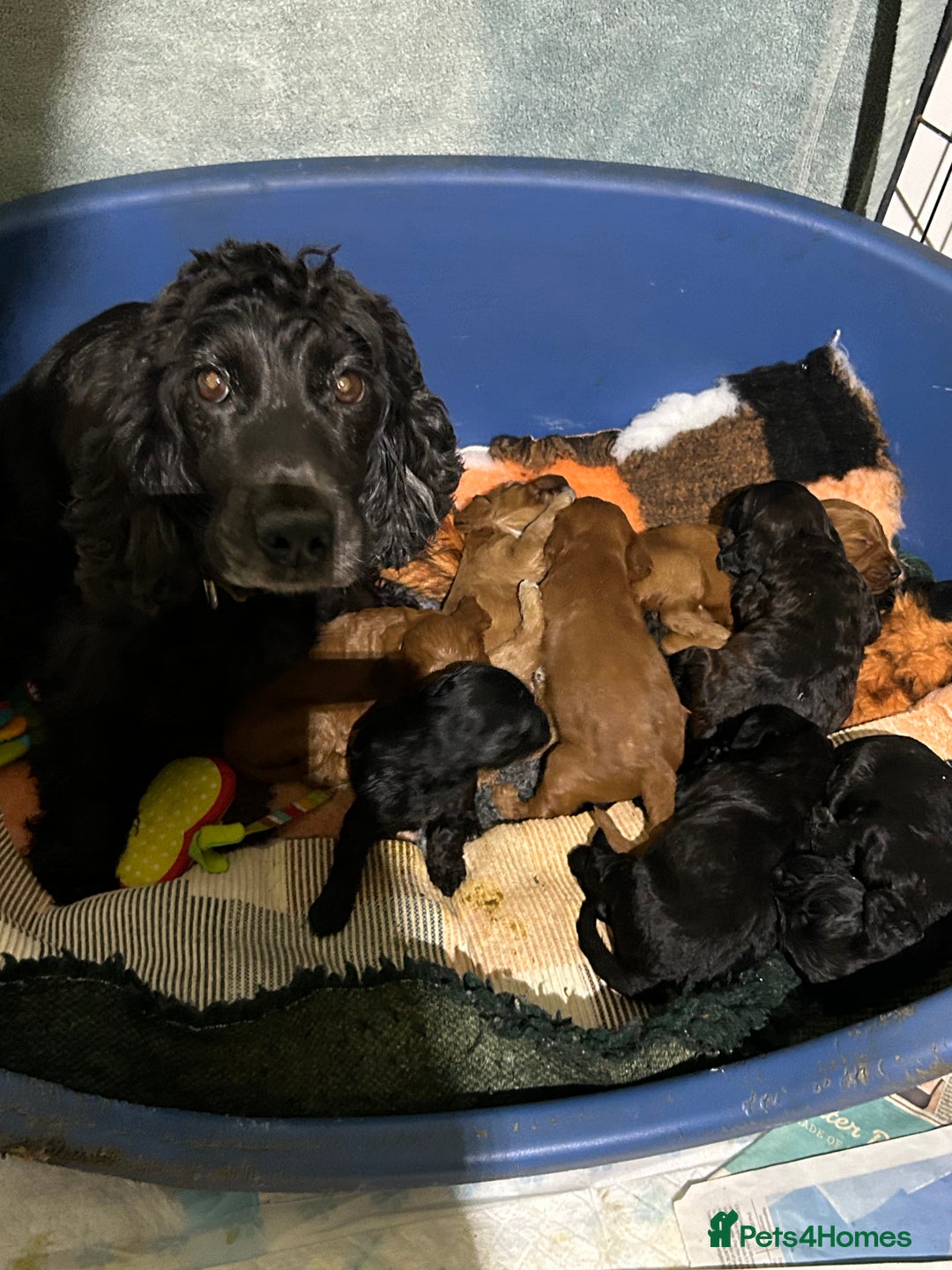 Cockapoo dogs for sale: Cockapoos puppies  - Image 4