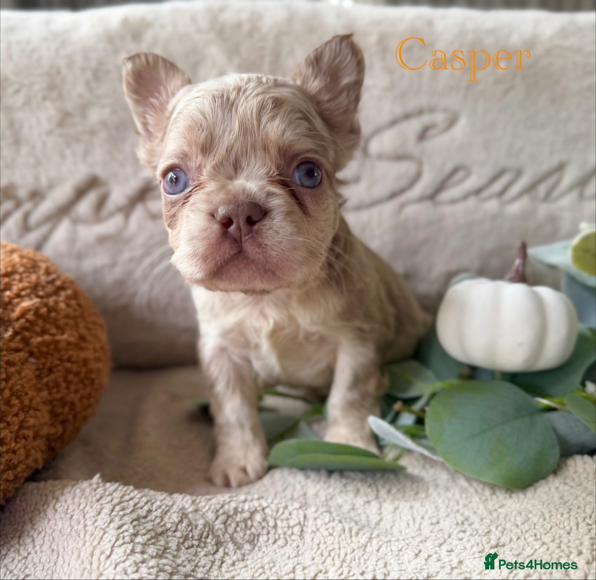 French Bulldog dogs Kc registered new shade french bulldogs  - Advert 2