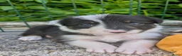 Border Collie dogs for sale: Border Collie Puppies  - Advert 20